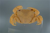 藏品(平背蜞)的圖片